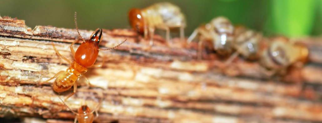 reliance-pest-control-brisbane